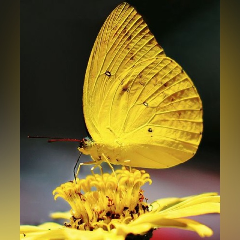 Meet your Posher, Vanessa